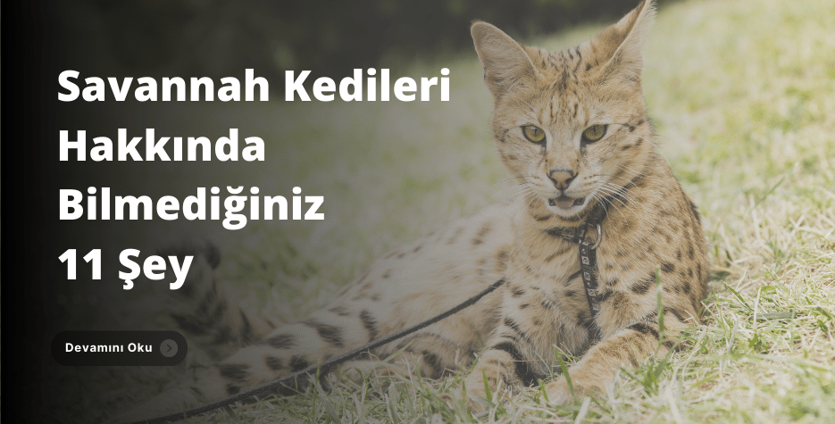 savannah kedileri, kedi türleri, kedi cinsleri, kedi ırkları, kediler hakkında, kedi ırkları hakkında, kedi türleri hakkında, kedilerin özellikleri, kedi bakımı, kedi temizliği