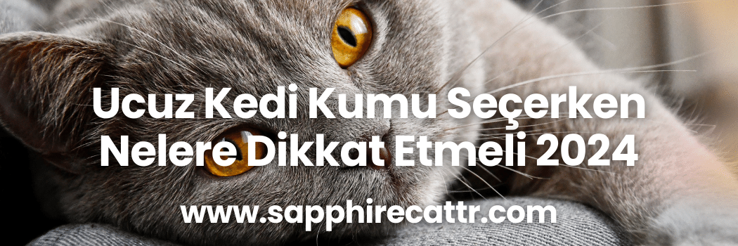 Ucuz Kedi Kumu Seçerken Nelere Dikkat Etmeli 2024