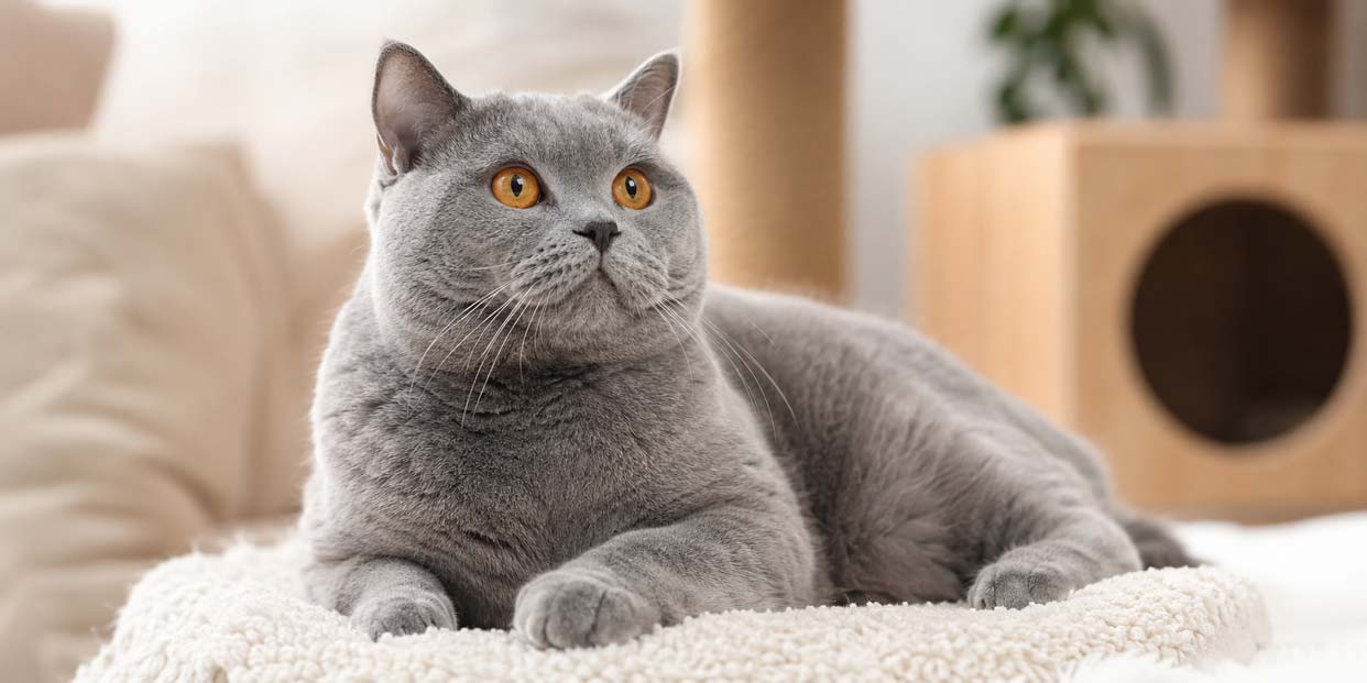 British Shorthair Kedi Hakkında Sıkça Sorulan Sorular
