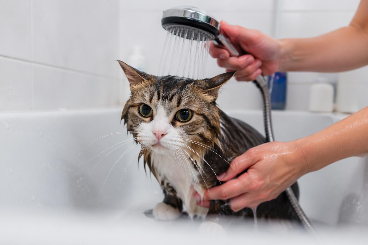 Kediler Ne Sıklıkla Yıkanmalı?