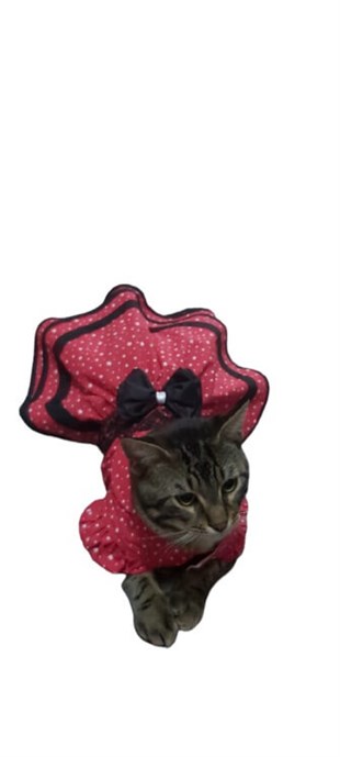Kırmızı Yıldız Desenli Kedi Elbisesi