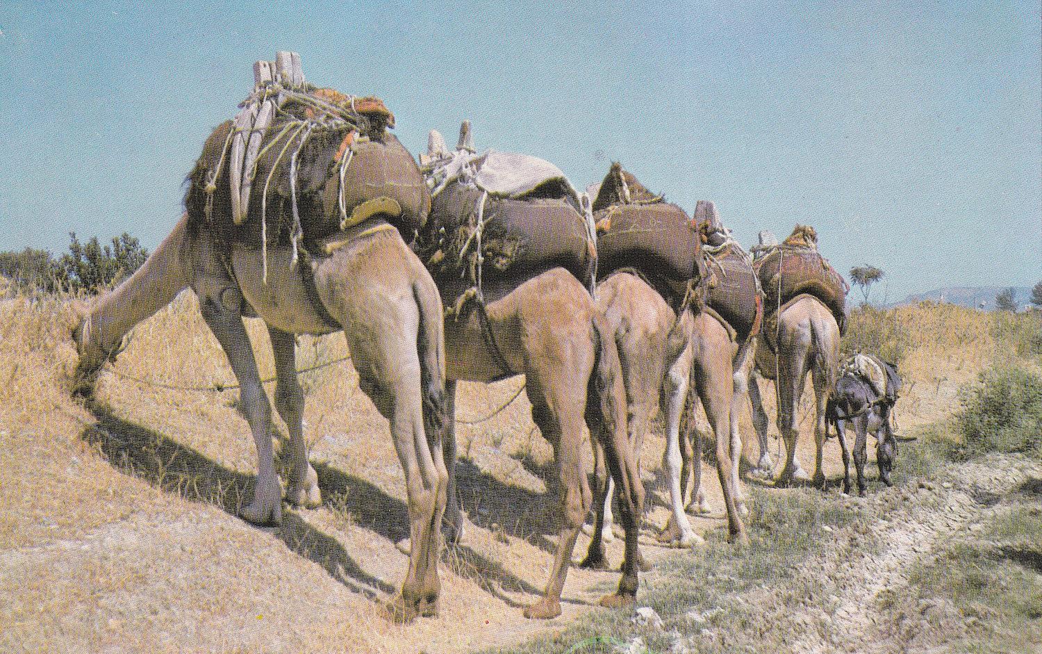 KartpostalTürkiye, Develer (2) Kartpostalı