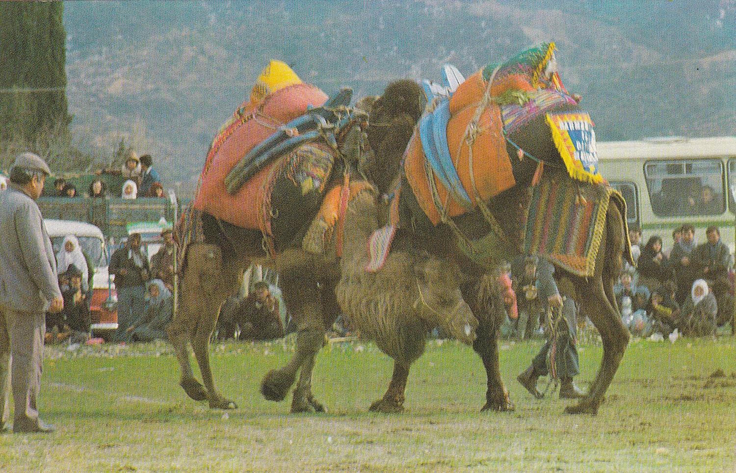 KartpostalTürkiye, Develer Kartpostalı