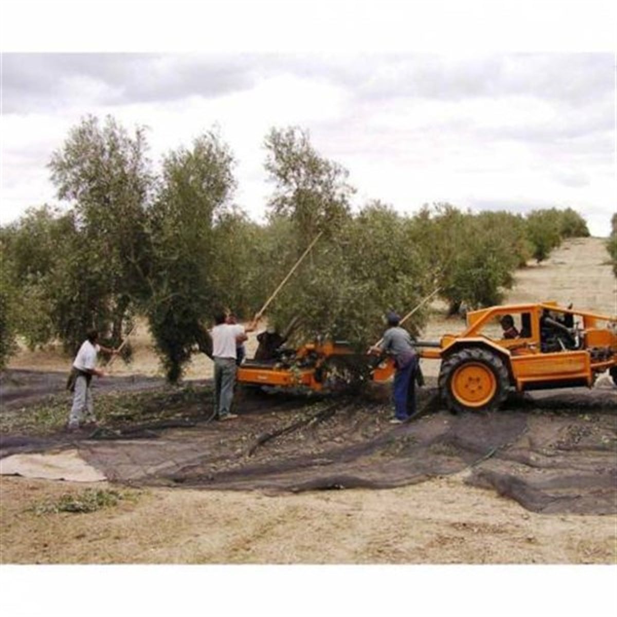 Cotexa Olive Net Black 75 gr Hasat Yaygısı 6x12 Metre