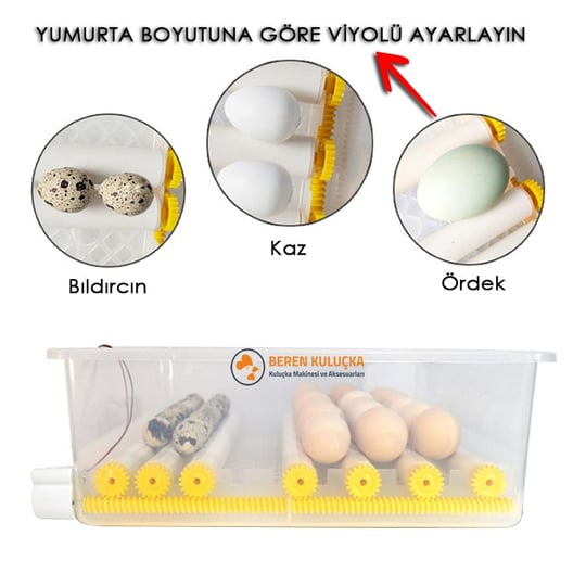 beren kuluçka 36 lık