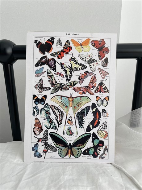 Butterfly Papillons Mini Ahşap Poster