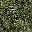 Dantelli Tanga