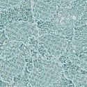 Dantelli Tanga