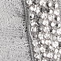 Dantelli Gradyan Işıltılı Bandeau Sütyen