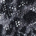 Dantelli Tanga
