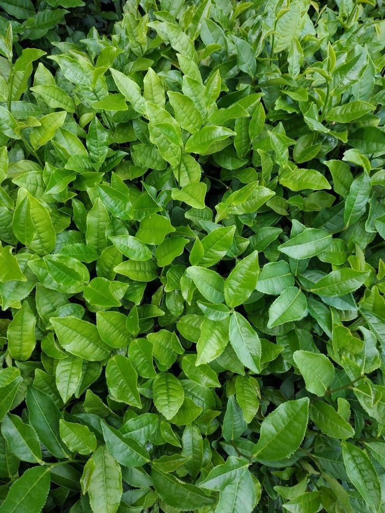 rizecayi