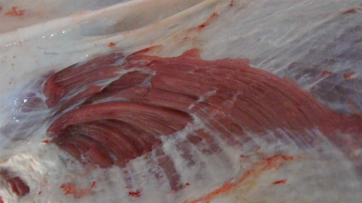 Dream - Berat Işık