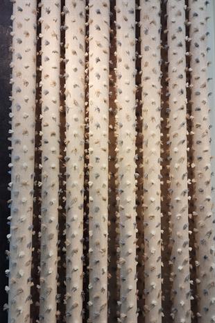 Pastel Püsküllü Fon Perde Bej Renk - Modern ve Neşeli Tasarım