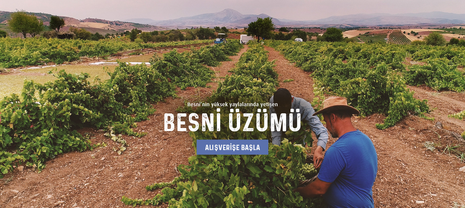 Besni Üzümü