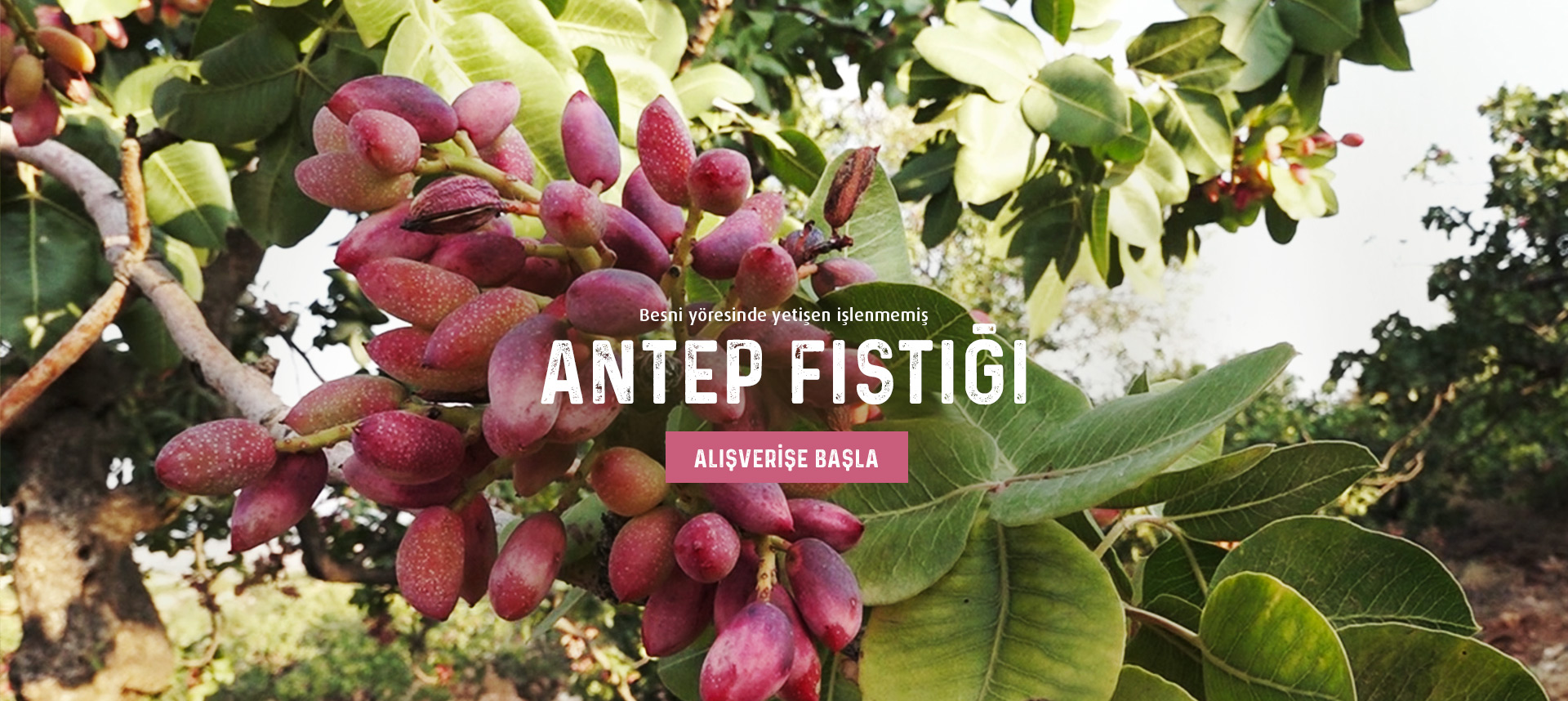 Antep Fıstığı