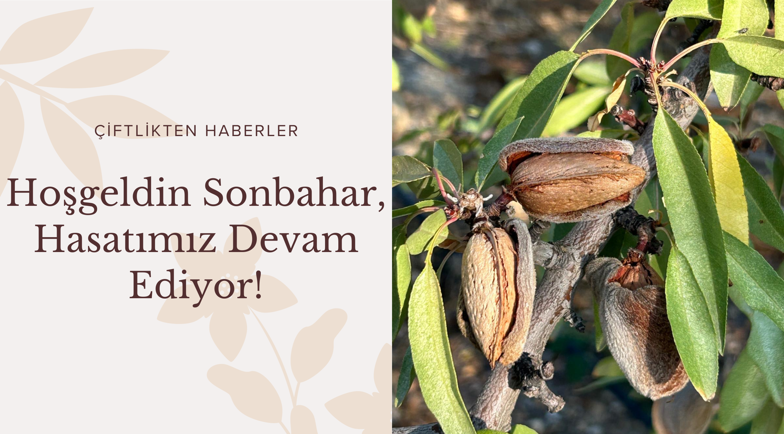 Çiftliklerimizde Sonbahar, Hasatımız Devam Ediyor