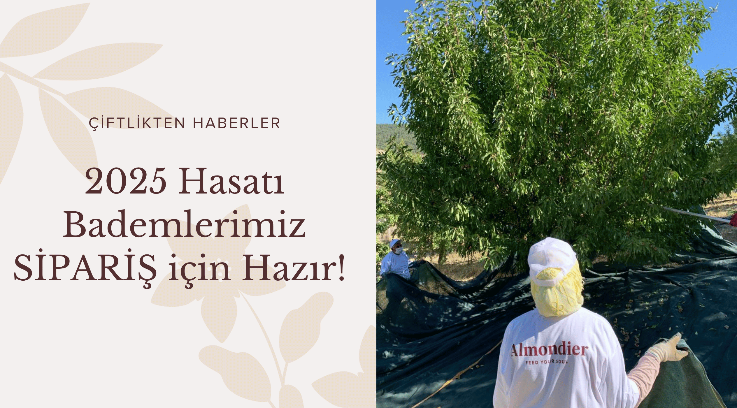 Yeni Hasat Bademlerimiz Sipariş için Hazır