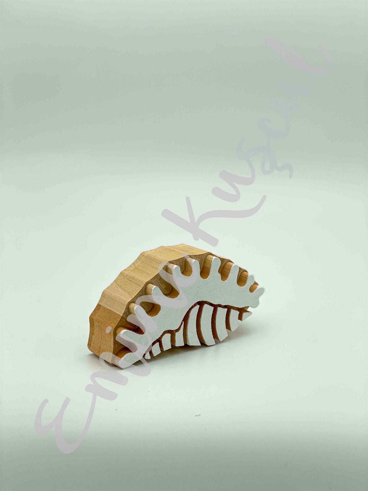 951 sea shell