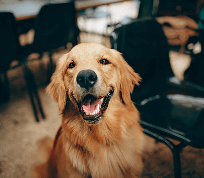 Köpek Ürünleri