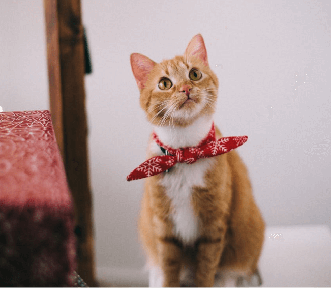 Kedi Ürünleri