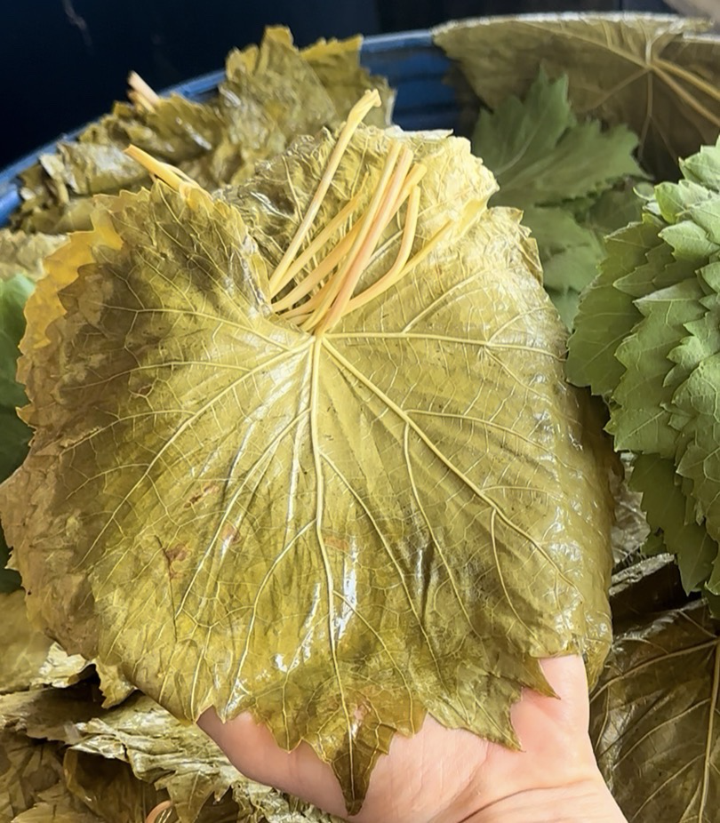 (ÖN SİPARİŞ) 2026  SALAMURA SULTANİYE ÇEKİRDEKSİZ ÜZÜM YAPRAĞI(4,5kg bidon-Net 3 kg yaprak)