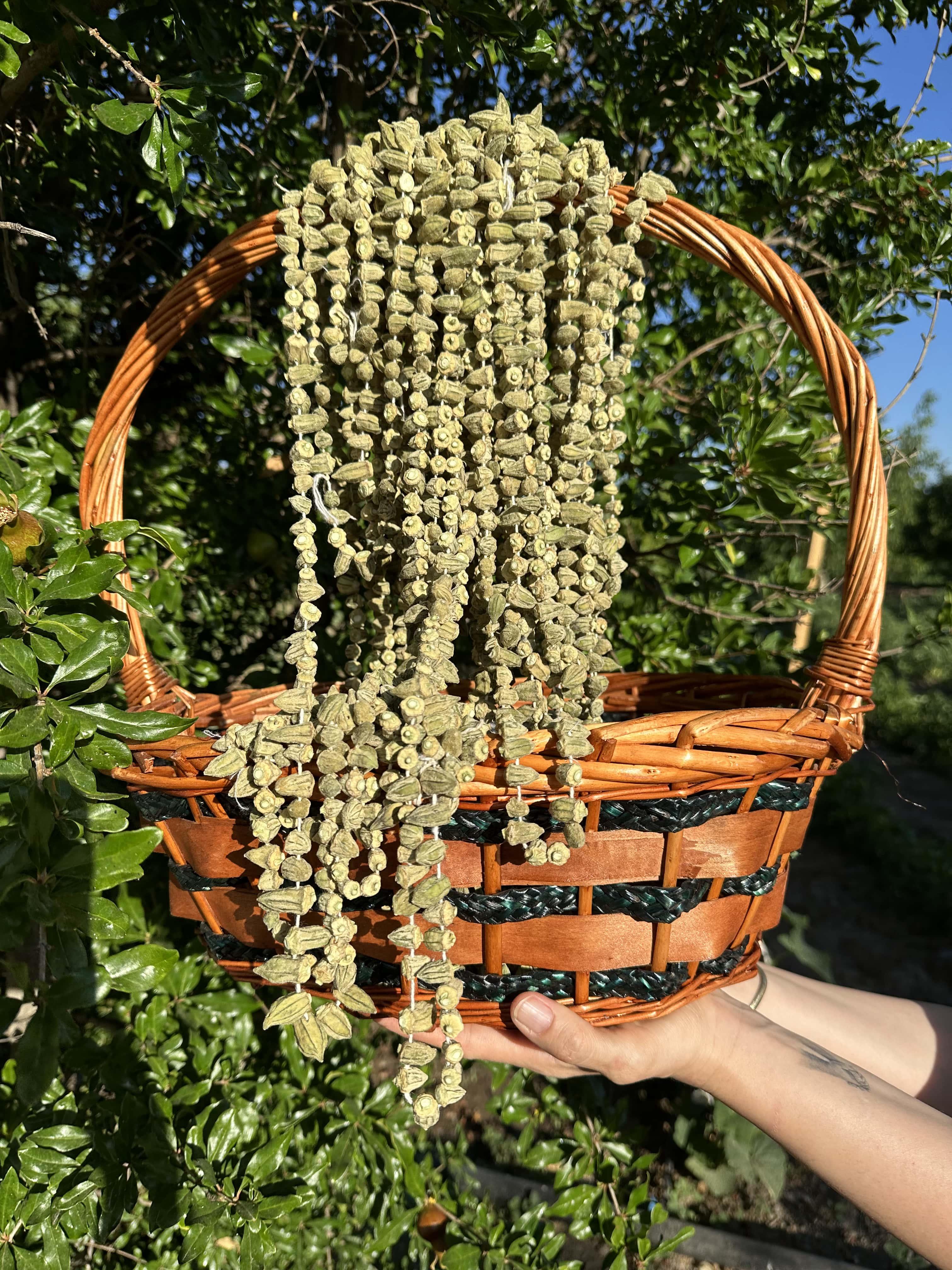 YEMEKLİK BAMYA KURUSU