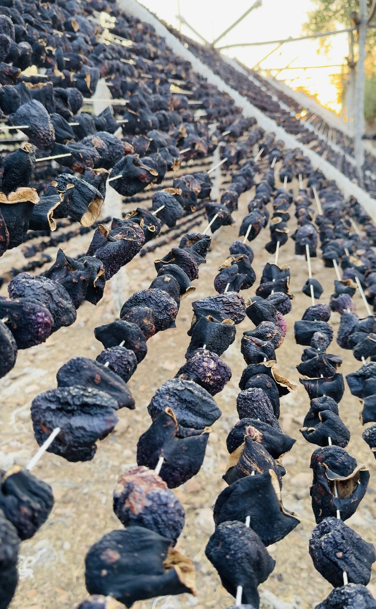 KURUTULMUŞ PATLICAN