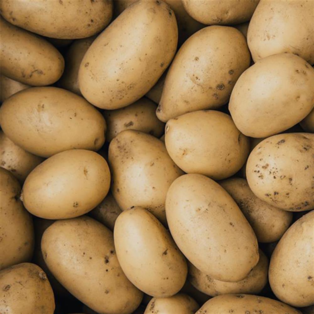 Patates 50 KG