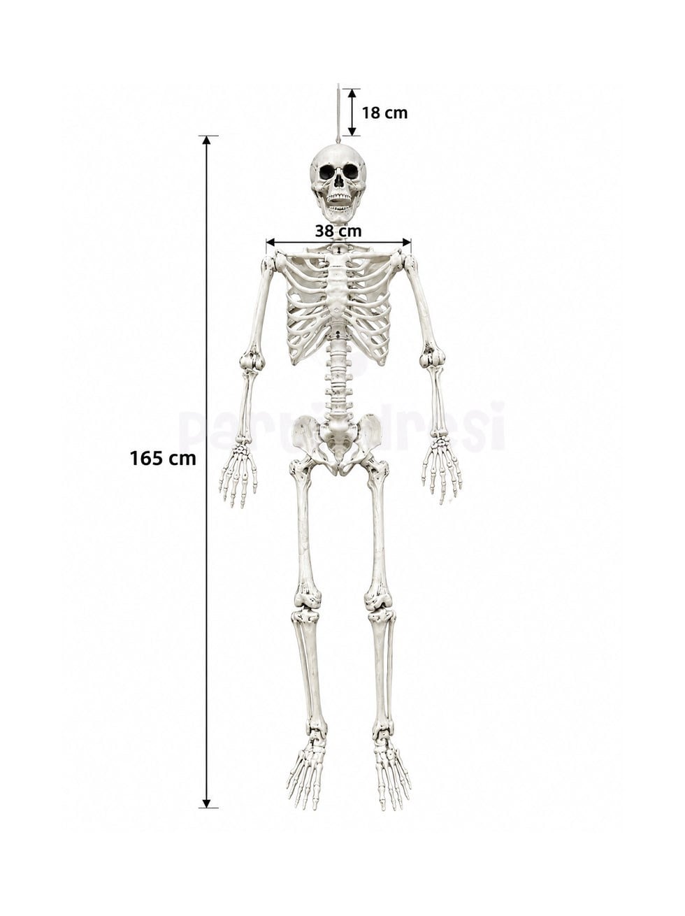  Cadılar Bayramı Büyük İskelet Dekor 165 cm – Halloween Parti ve Ev Süsü 165 cm