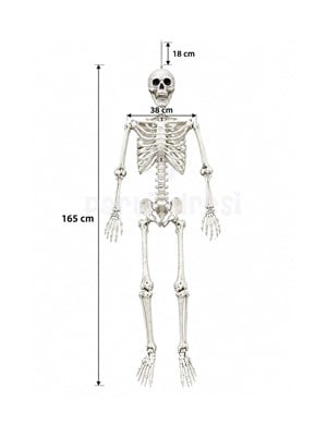  Cadılar Bayramı Büyük İskelet Dekor 165 cm – Halloween Parti ve Ev Süsü 165 cm