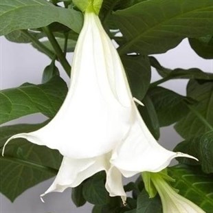 Pembe, Beyaz, Kavuniçi Renkli Borazanı Çiçeği Fidanı 3 Adet