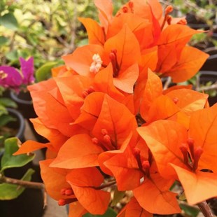 Pembe, Fuşya, Kavuniçi Renkli Begonvil Çiçeği Fidanı 3 Adet