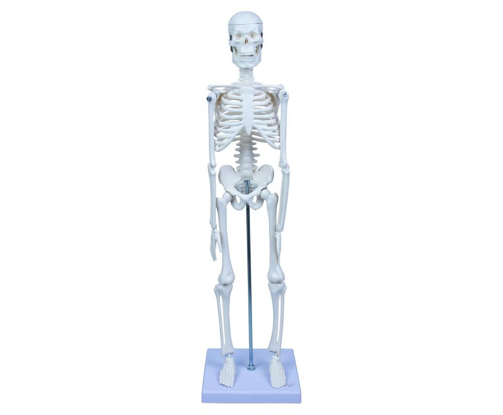 Emin iskelet Sistemi 45 Cm EM5118Emin iskelet Sistemi 45 Cm EM5118 - Kirtasiyem NetEğitici Materyaller
