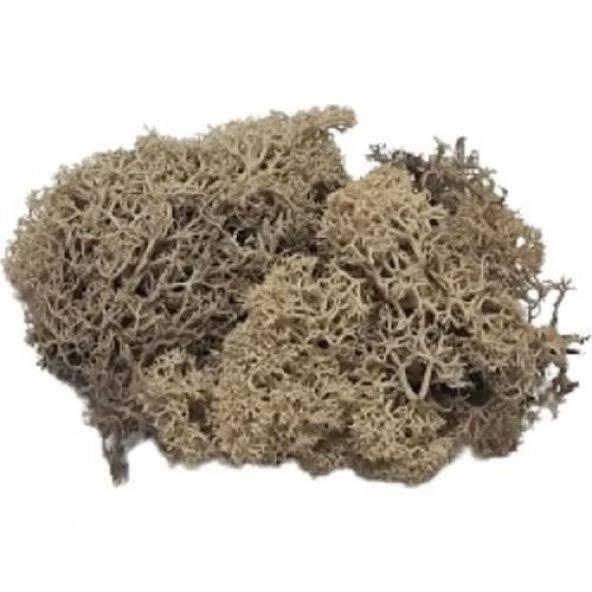 Jordan Yosun 5085 Kahve 10 GRJordan Yosun 5085 Kahve 10 GR - Kirtasiyem.net3D Maketler