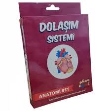 Kiwi Kw508 Dolaşım Sistemi ÇalışmasıEğitici Materyaller