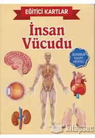 Teleskop Eğitici Bilgi Kartları İnsan VücuduEğitim