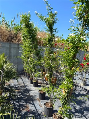 🤍 Limon Kokulu Yasemin (Jasminum Azoricum) XXL Boy 200-250 cm - Baş Döndüren Koku🤍