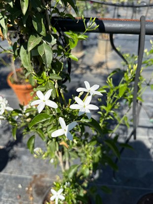 🤍 Limon Kokulu Yasemin (Jasminum Azoricum) XXL Boy 200-250 cm - Baş Döndüren Koku🤍
