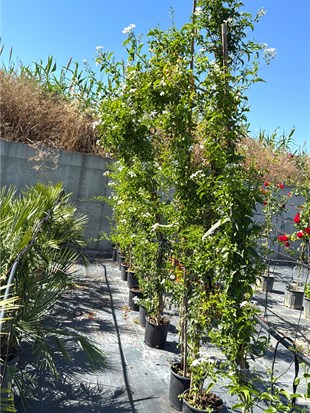 🤍 Limon Kokulu Yasemin (Jasminum Azoricum) XXL Boy 200-250 cm - Baş Döndüren Koku🤍