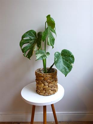  Monstera Deliciosa Thai Constellation Deve Tabanı Özel Tür 