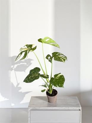  Monstera Deliciosa Thai Constellation Deve Tabanı Özel Tür 