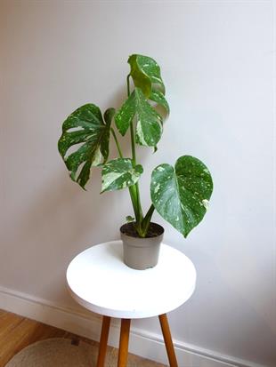  Monstera Deliciosa Thai Constellation Deve Tabanı Özel Tür 