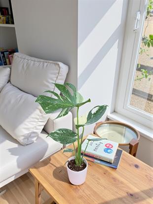  Monstera Deliciosa Thai Constellation Deve Tabanı Özel Tür 