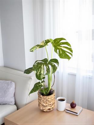  Monstera Deliciosa Thai Constellation Deve Tabanı Özel Tür 