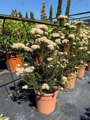 🌿 Ozothamnus Rosmarinifolius XL Dolgun Form - Doğanın Zarif Dokusu🌿