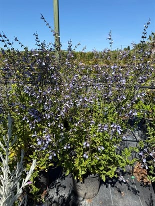 🩵 Salvia Uliginosa African Skies 100 Cm (Large Boy) Gökyüzü Mavisi🩵