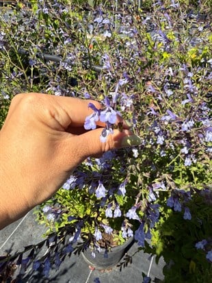 🩵 Salvia Uliginosa African Skies 100 Cm (Large Boy) Gökyüzü Mavisi🩵