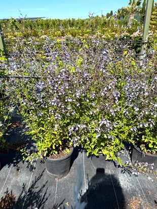 🩵 Salvia Uliginosa African Skies 100 Cm (Large Boy) Gökyüzü Mavisi🩵