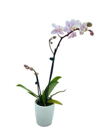 İki Dallı Mini Orkide