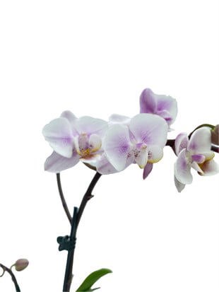 İki Dallı Mini Orkide